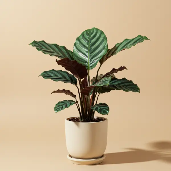 Calathea